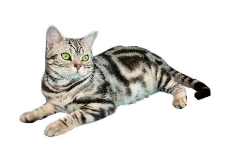 American Shorthair