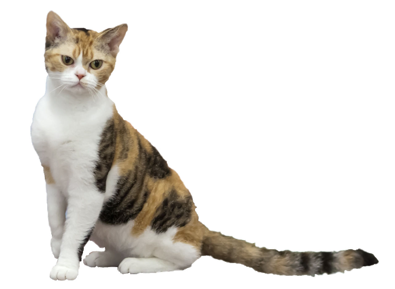 American Wirehair