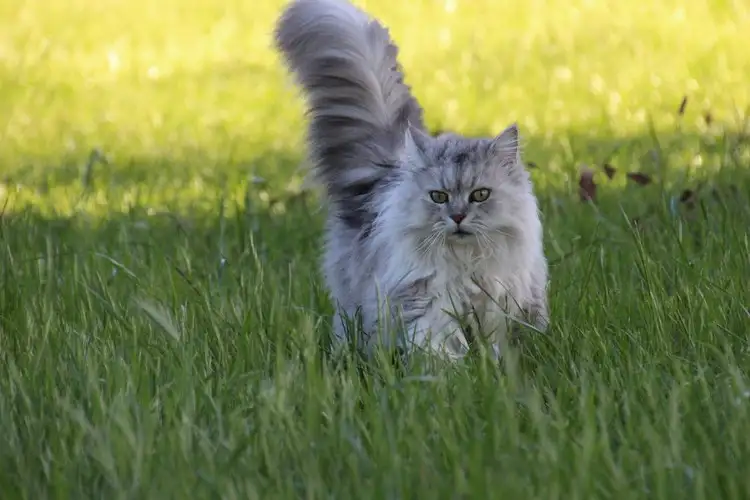 Asian Semi-longhair