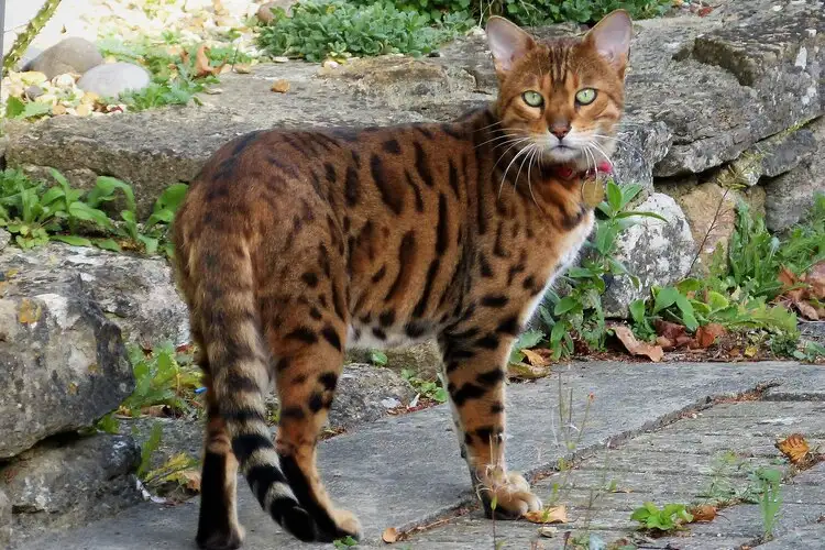 Bengal