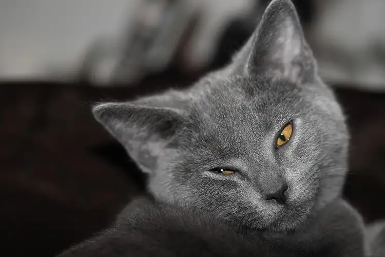 Chartreux