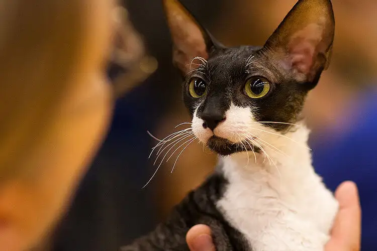 Cornish Rex