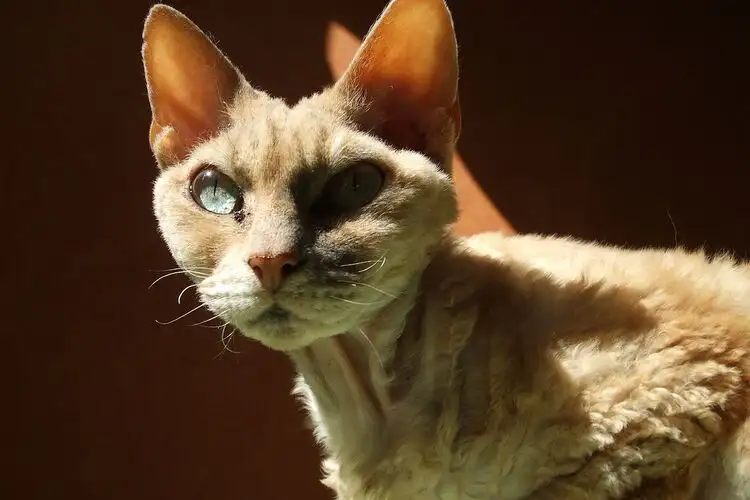 Devon Rex