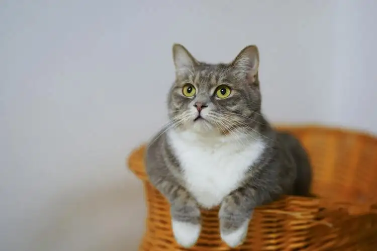 European Shorthair