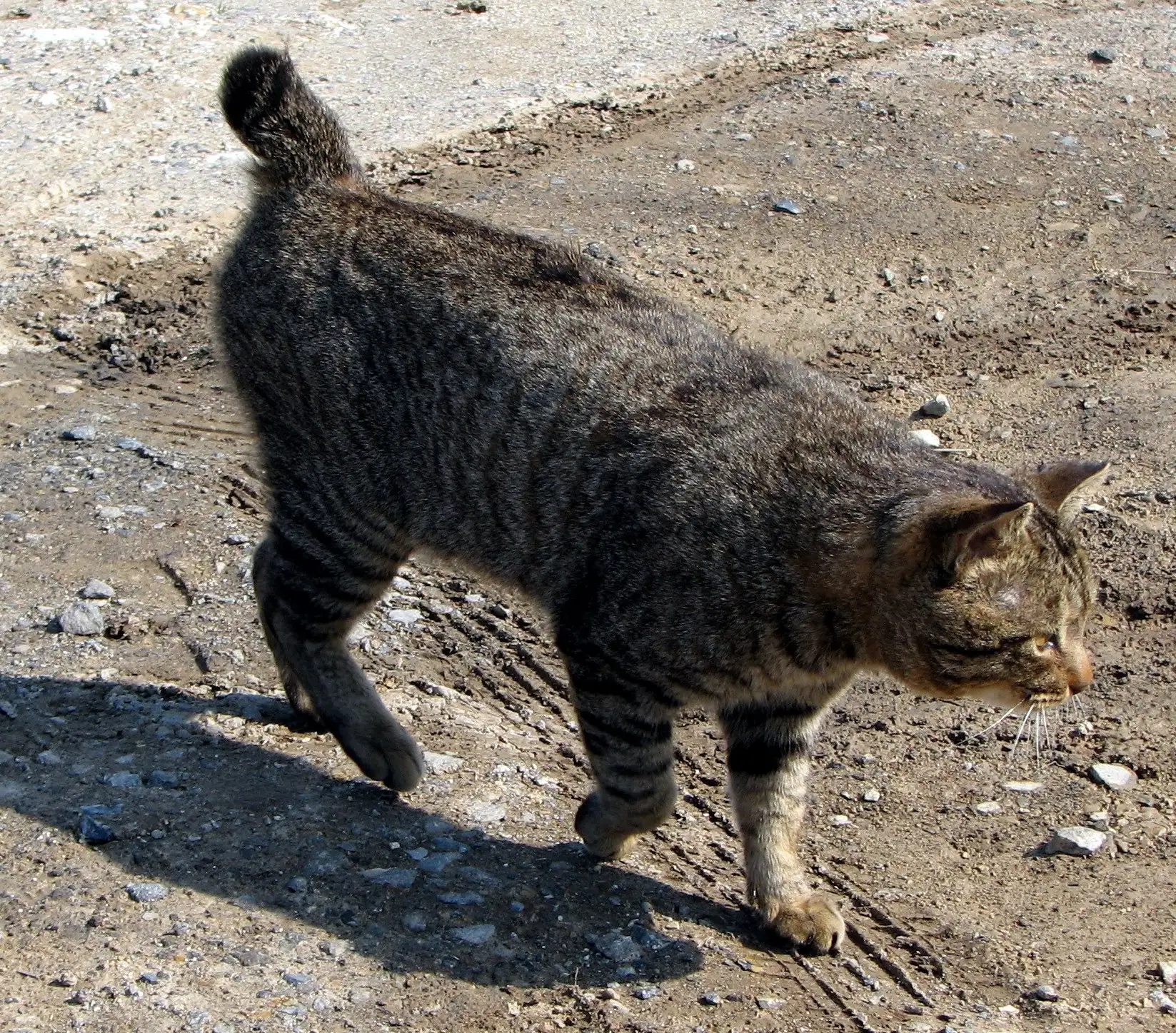 Japanese Bobtail