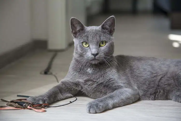 Korat