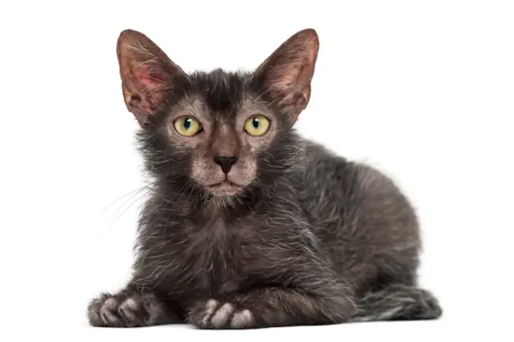 Lykoi