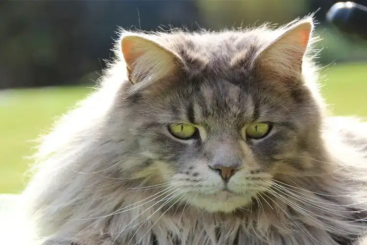 Maine Coon