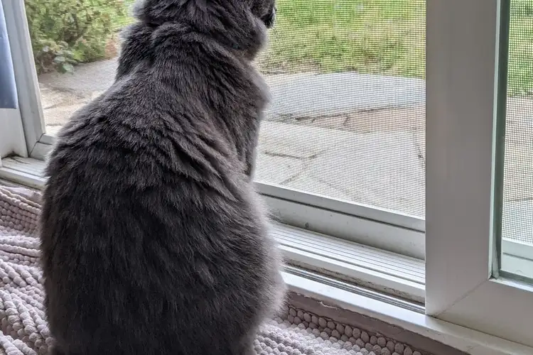 Nebelung