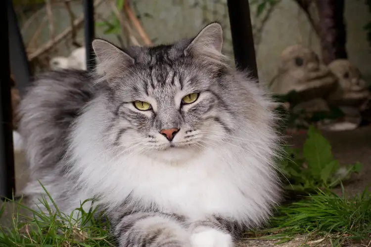 Norwegian Forest Cat