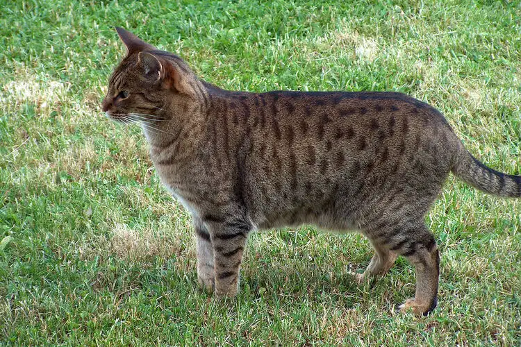 Ocicat