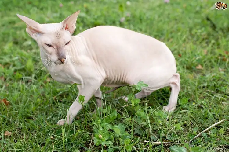 Peterbald