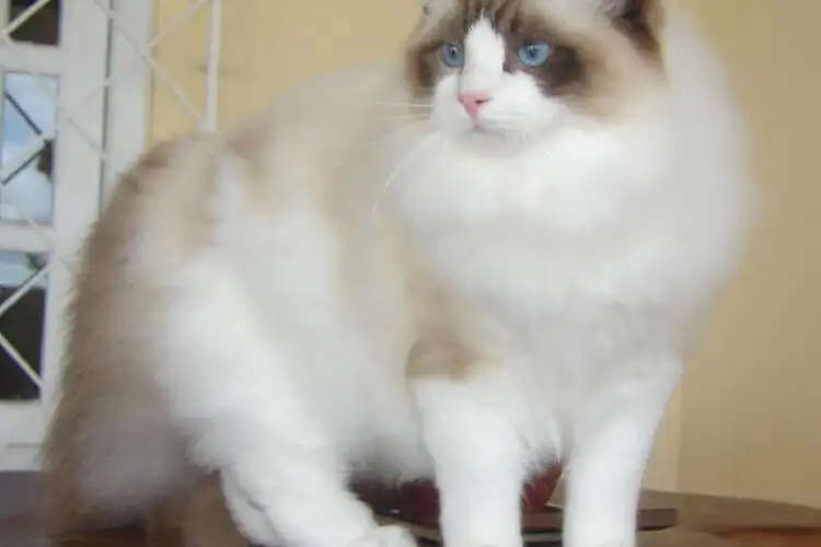 Ragdoll