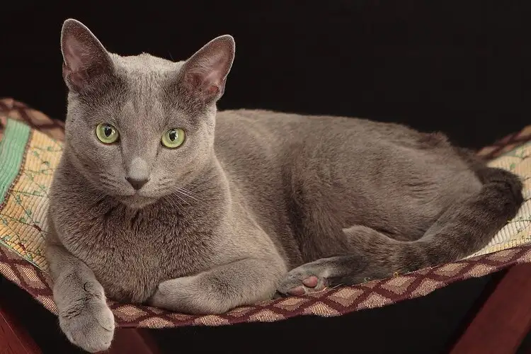 Russian Blue