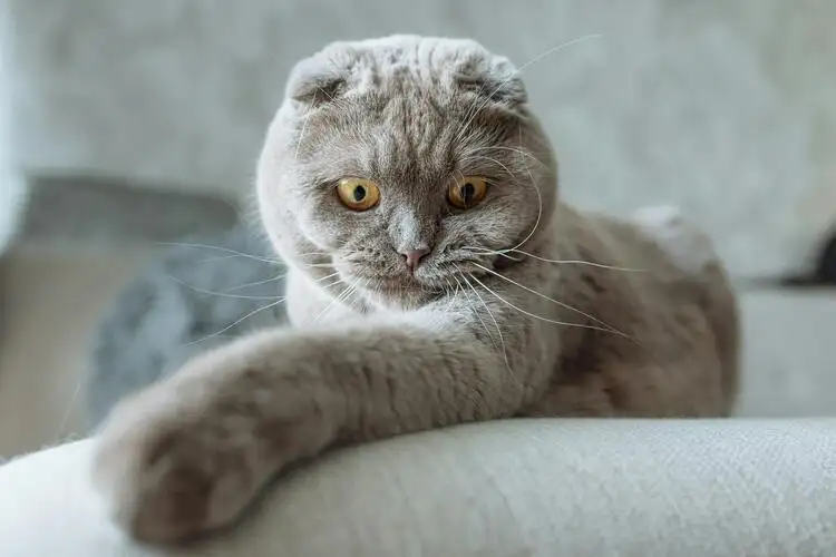 Scottish Fold