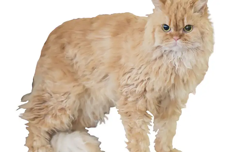 Selkirk Rex