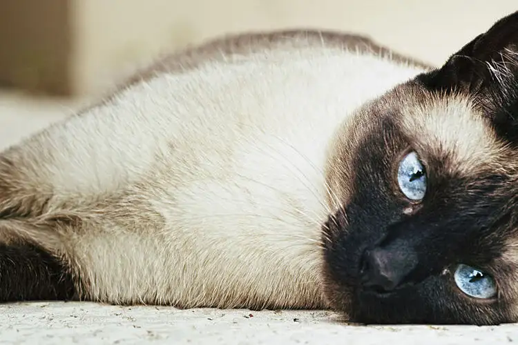 Siamese