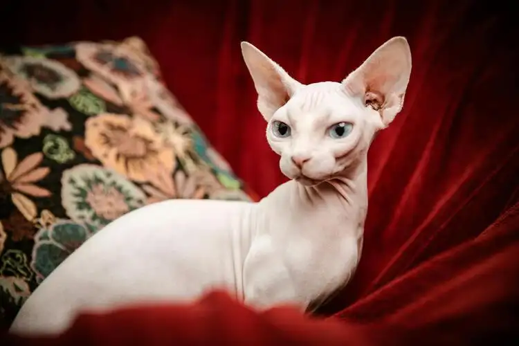 Sphynx