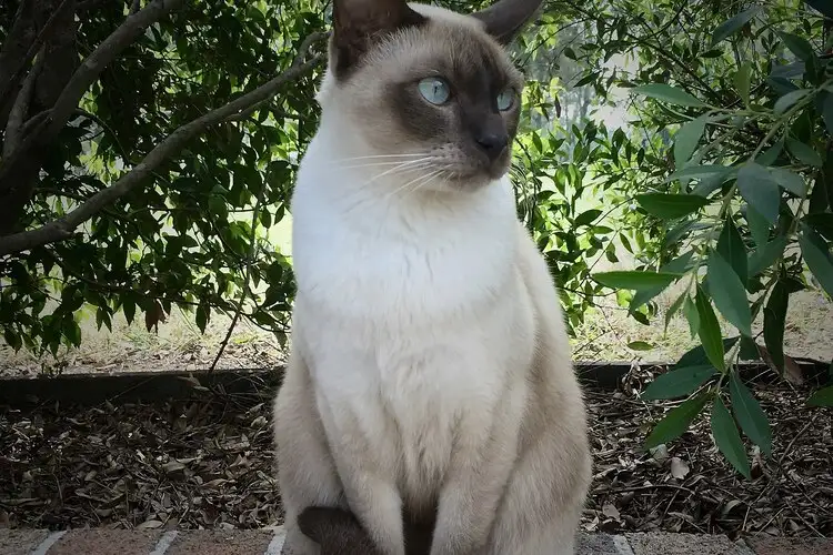 Tonkinese