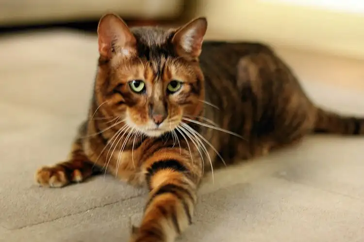 Toyger