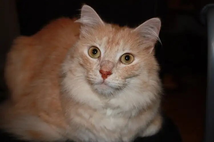 Turkish Angora